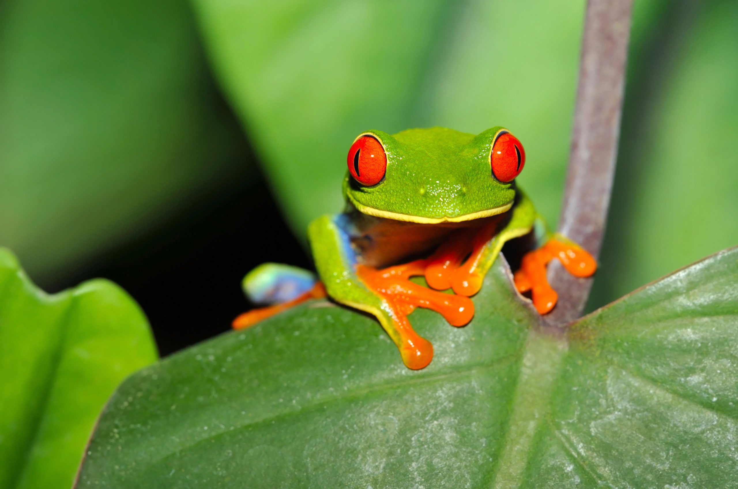 E -časopis št. 443 - 28. junij