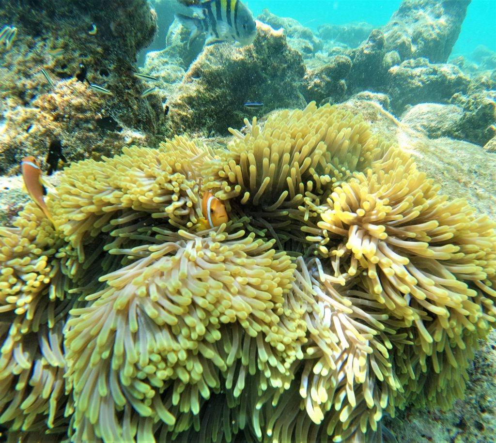 Maldivi - podvodni raj