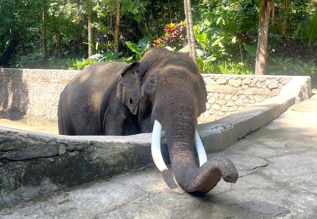 Kako se indonezijska drugačnost razlikuje od naše domače resničnosti