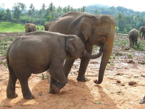 Dežela slonov, želv, sadja, začimb in drugih draguljev