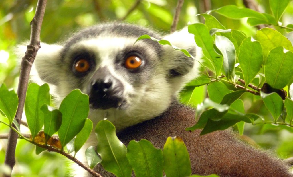 Madagaskar z vodnico Nežo - tam, kjer narava piše svoje zgodbe