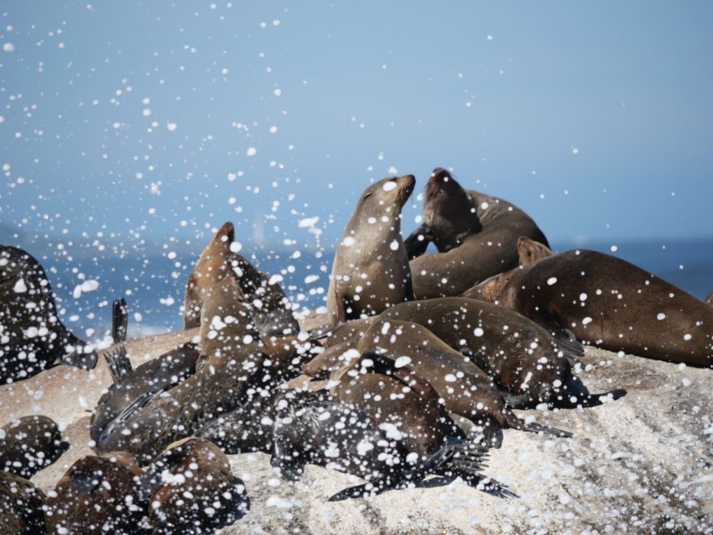 Fotoutrinki: Južna Afrika in Svazi