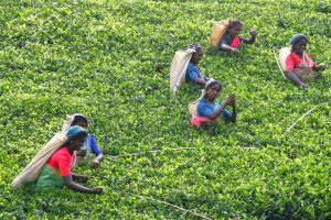 Šrilanka - raznolikost pokrajin